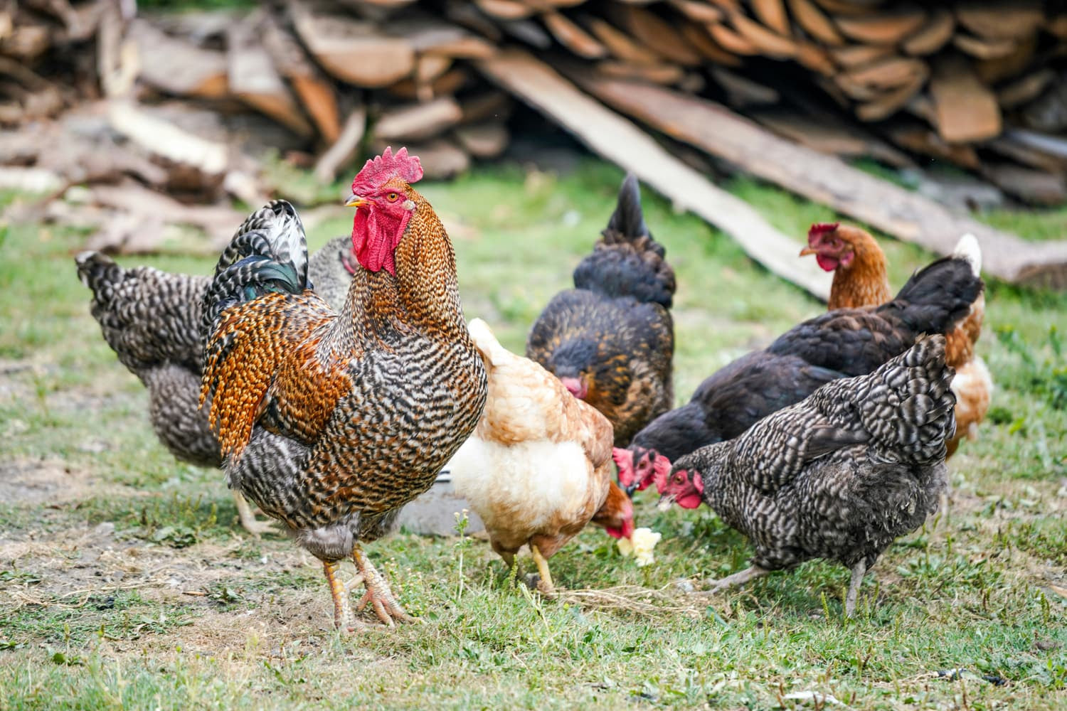 100% Huhn – Leicht und gesund für Deinen Hund - Leo Barf