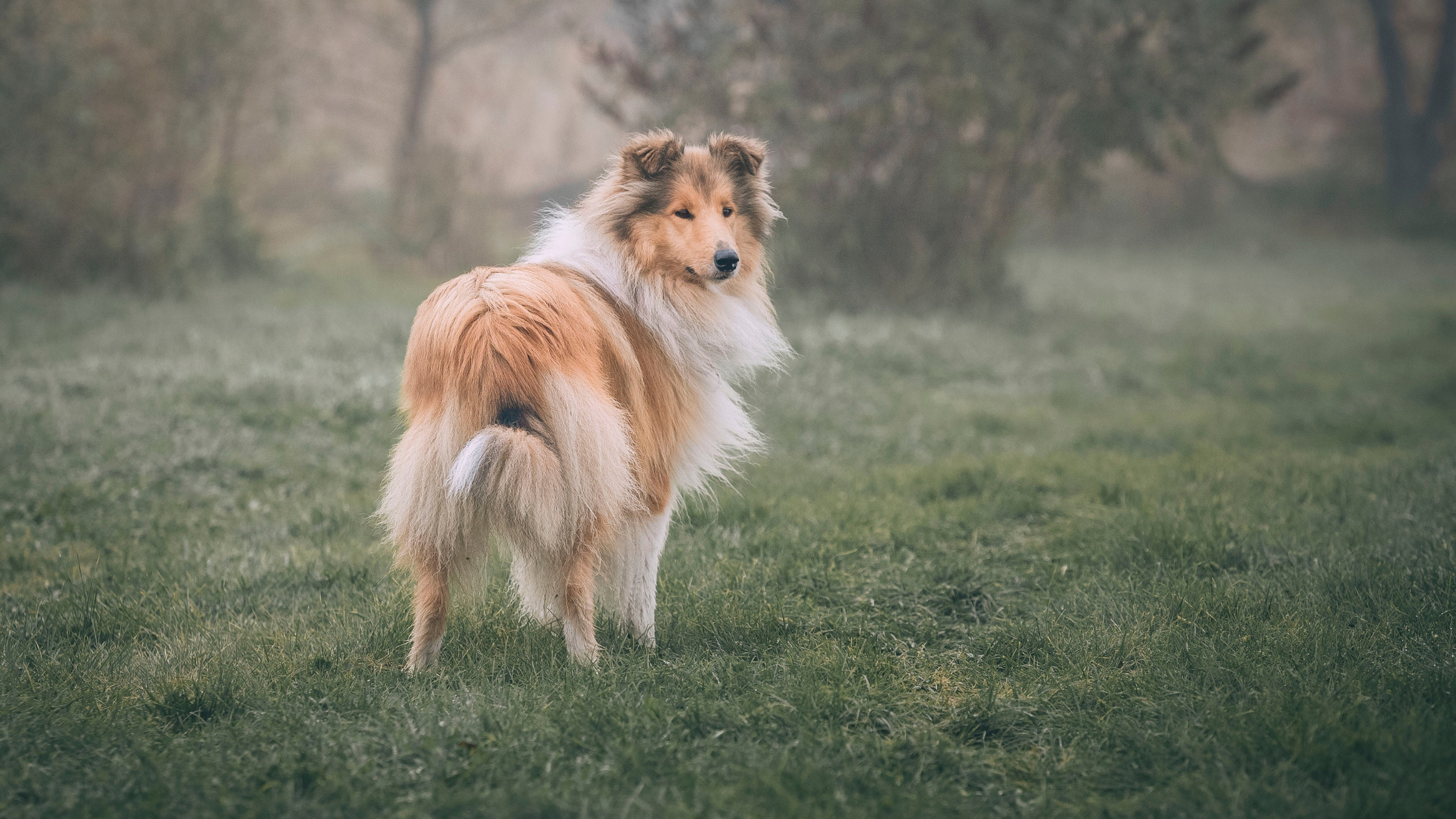 Gesunde Ernährung für deinen Hund