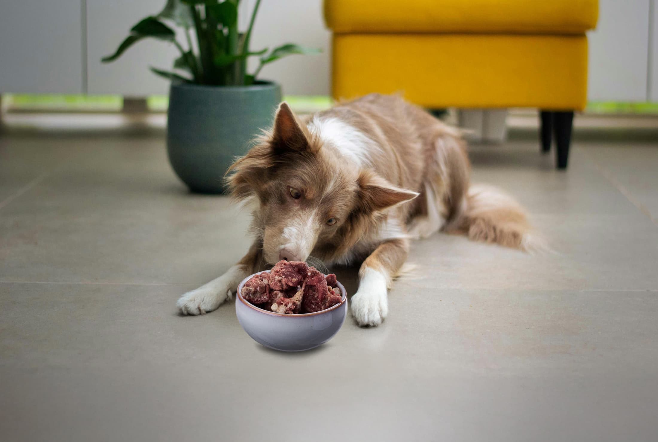 <strong style="color:white; font-size:20px;">-20 % auf alle Produkte</strong><br>
WHO LET THE DOGS OUT?
