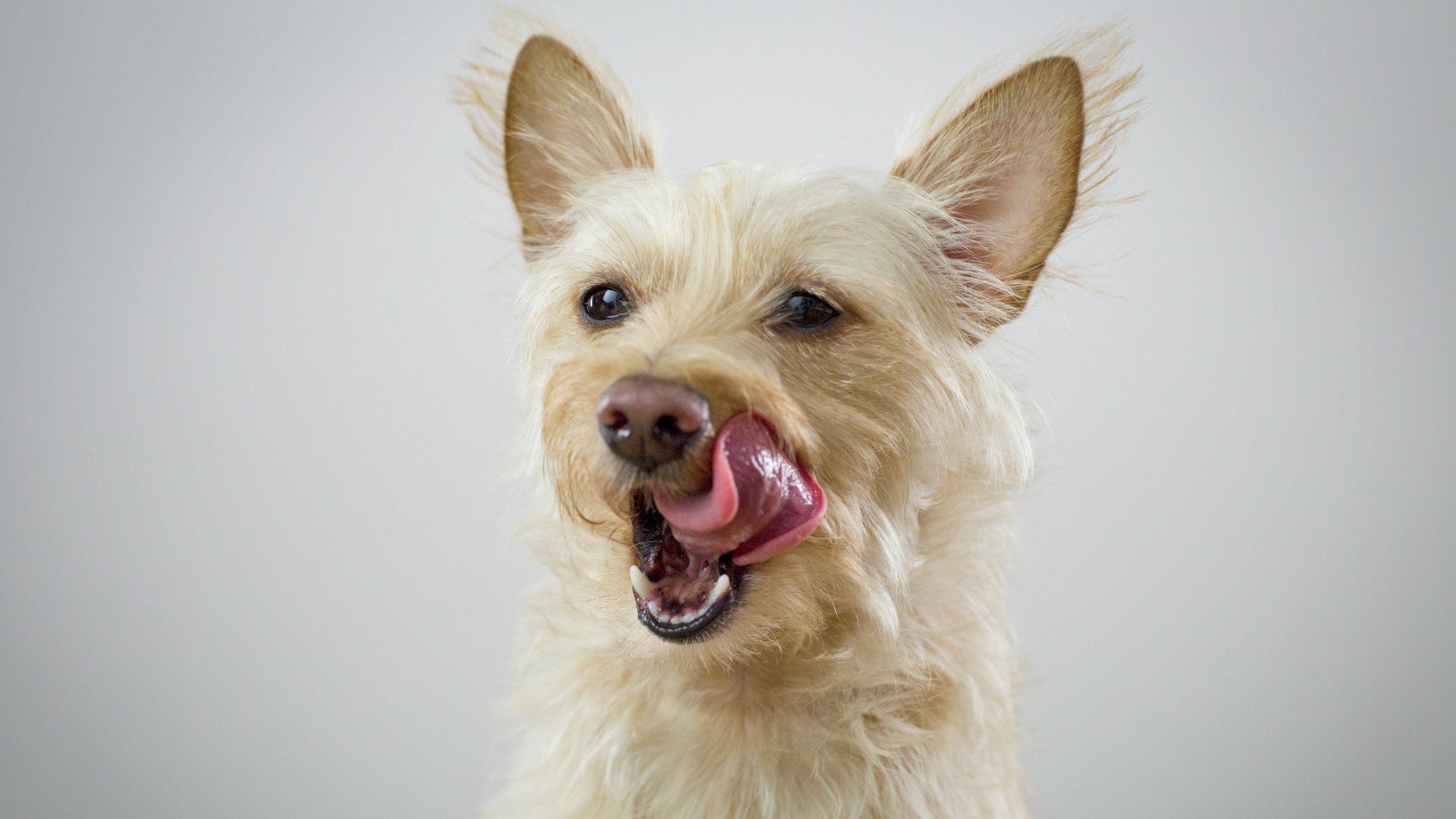 Zahnpflege beim Hund – Natürliche Zahnreinigung mit Kauartikeln von Leo Barf