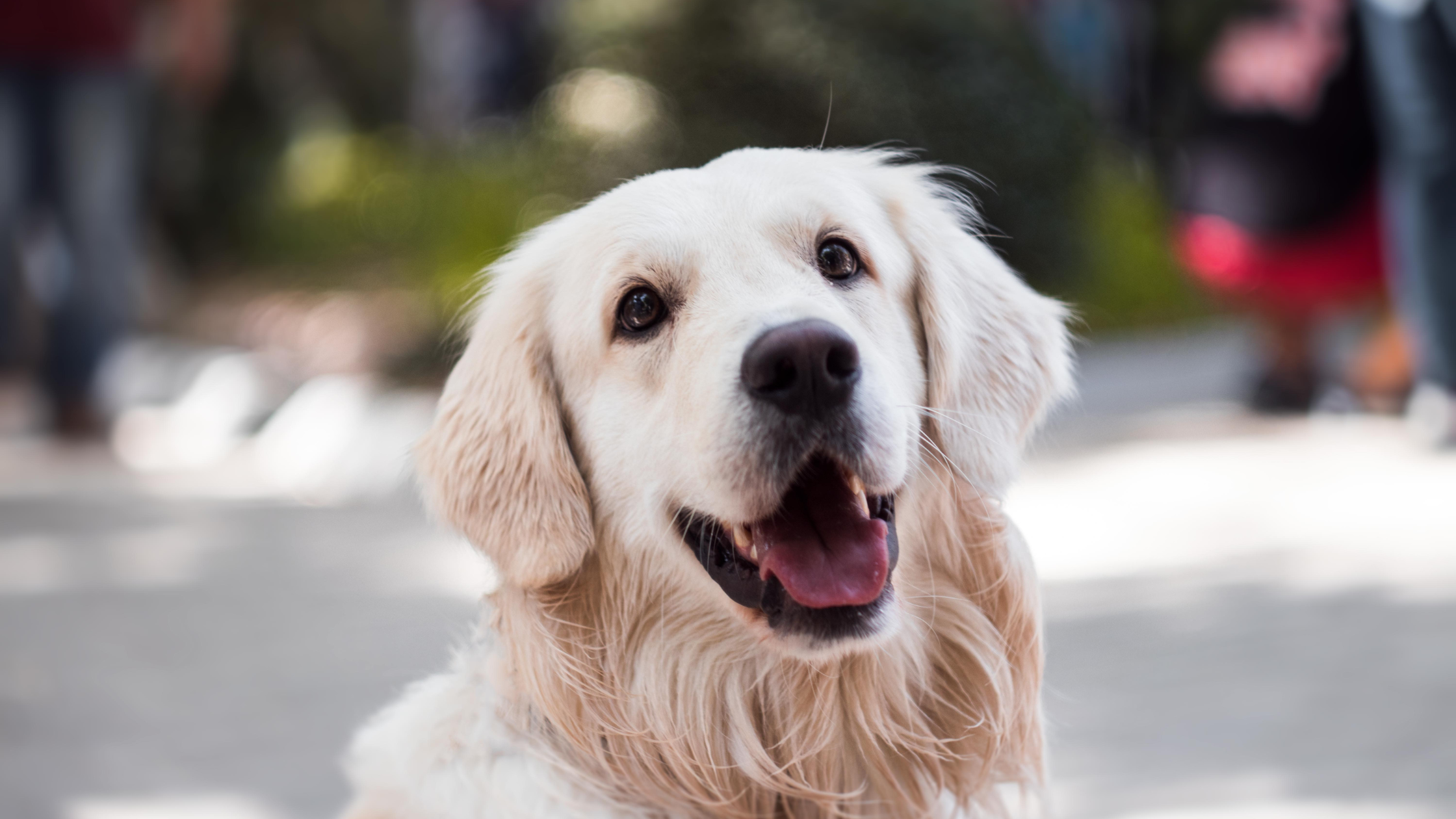 Barfen nach Größe: Die ideale Ernährung für Hunde aller Größen