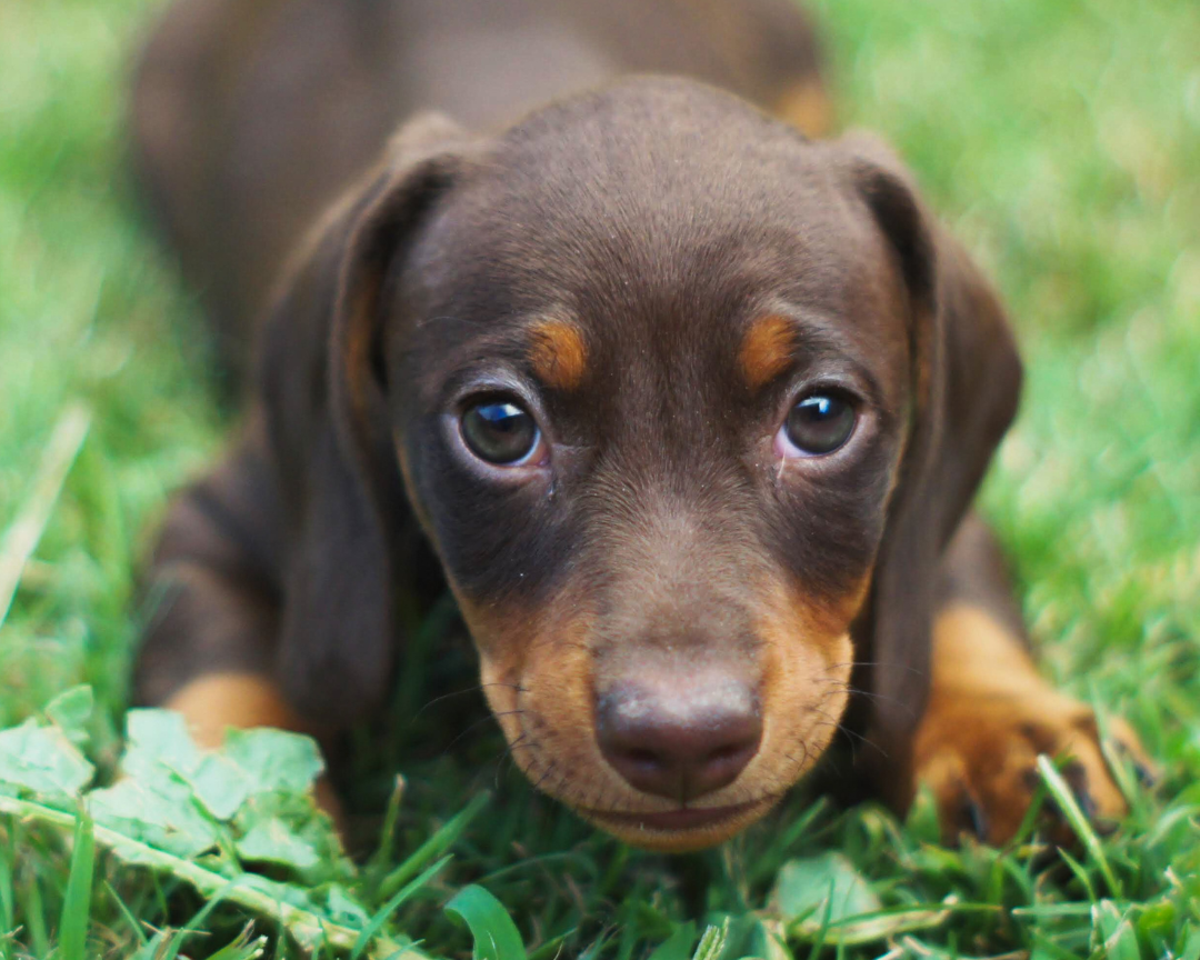 LEO Hunde BARF