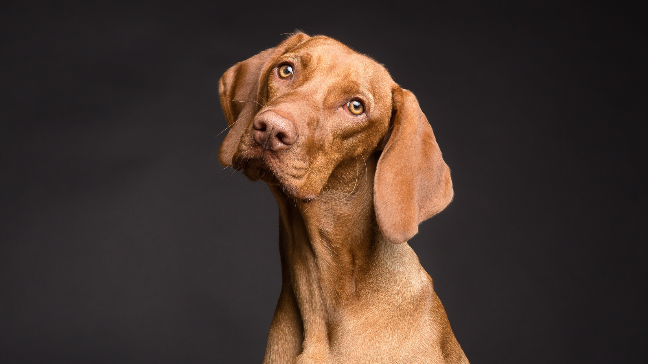 BARF für Hunde mit Allergien: Die optimale Ernährung für empfindliche Hunde