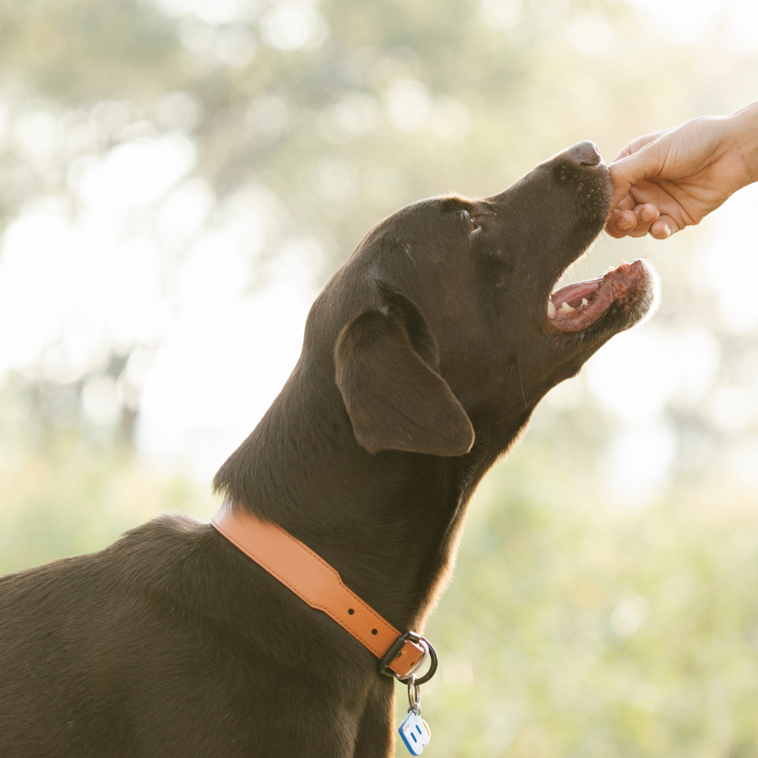 Trocken BARF Snacks für Hunde