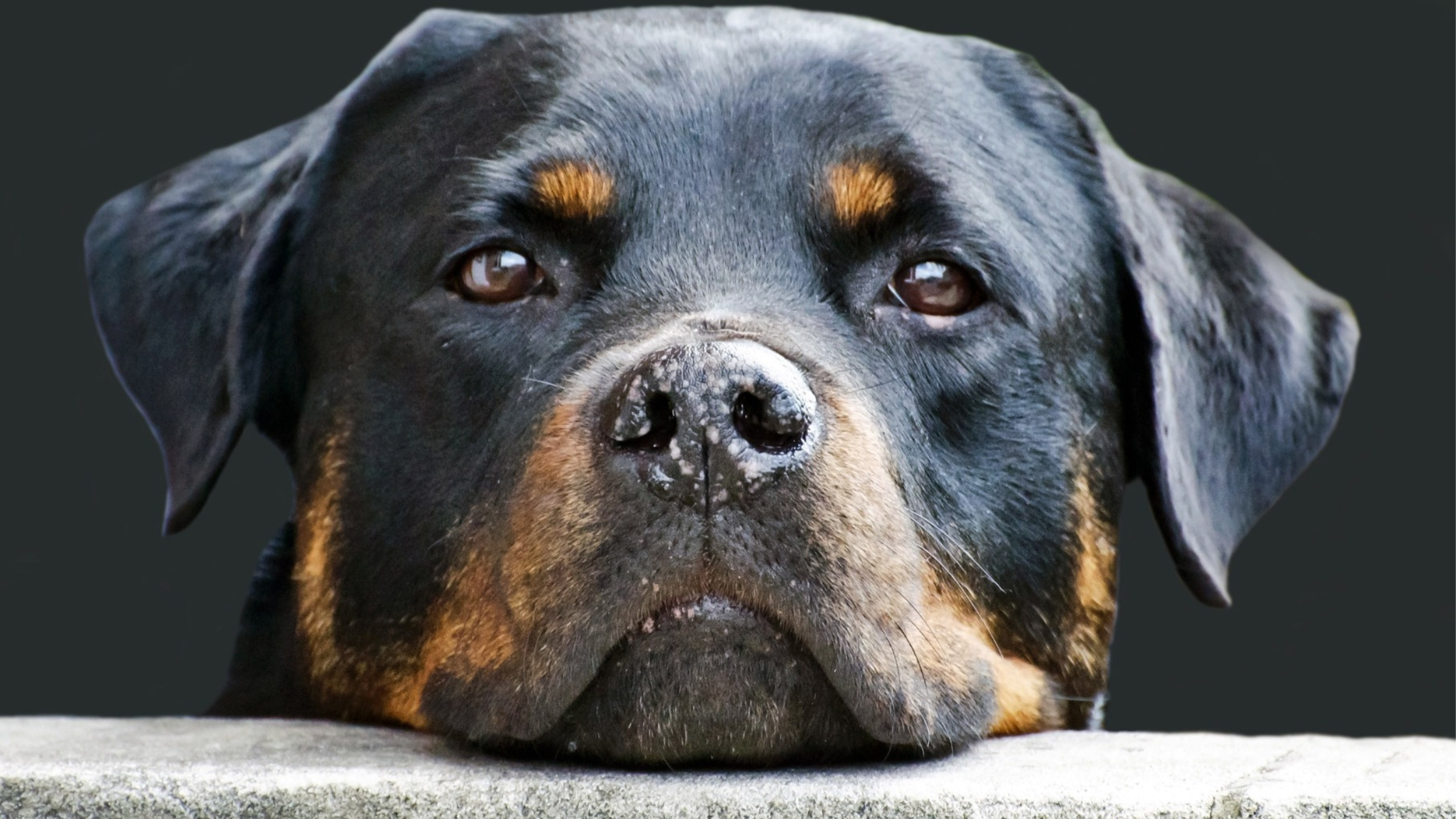 BARF für Senioren: Optimale Ernährung für ältere Hunde