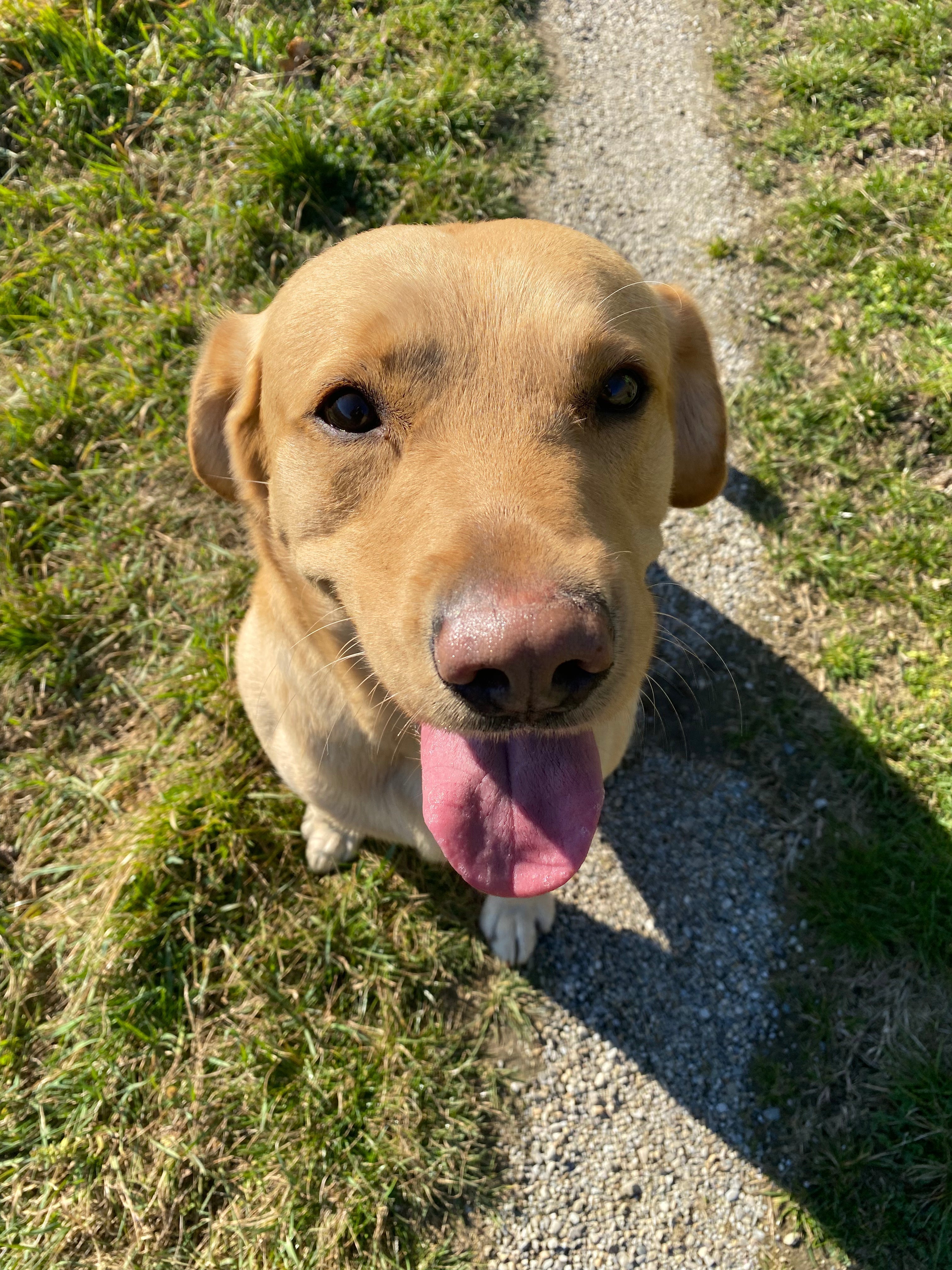 Labrador Leo Barf