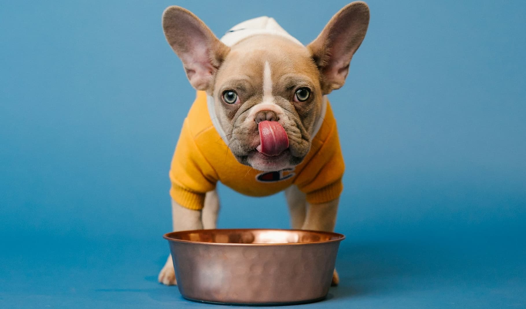 Was ist BARF und warum ist es gut für deinen Hund?