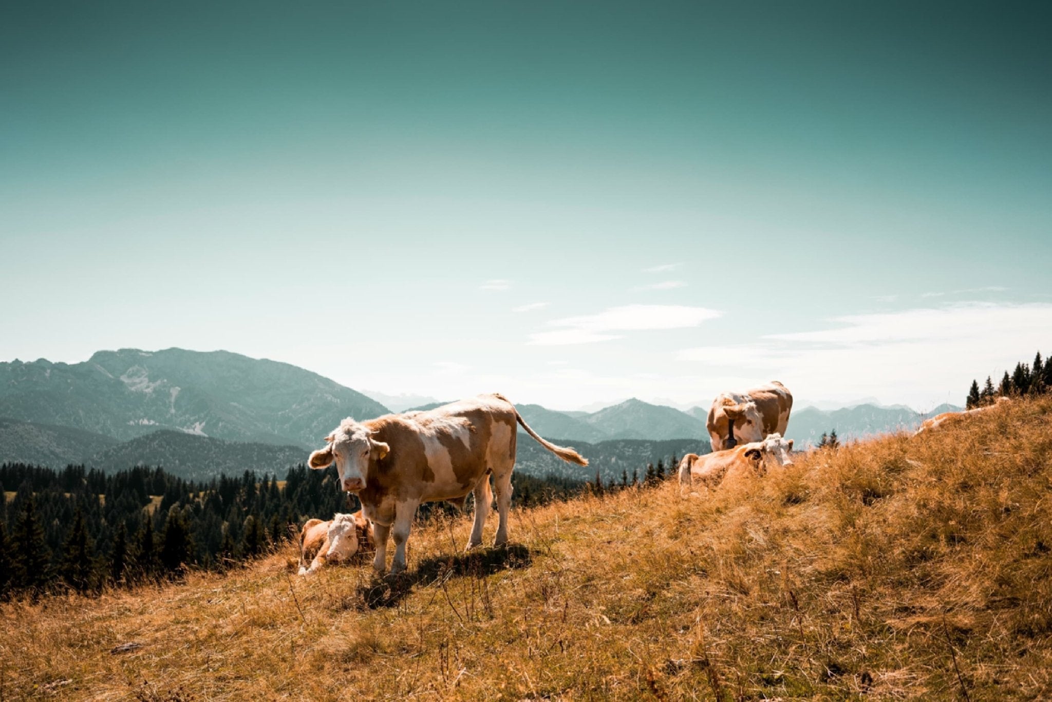 100% Rind – Hochwertige Fleischquelle für Deine Barf-Ernährung - Leo Barf