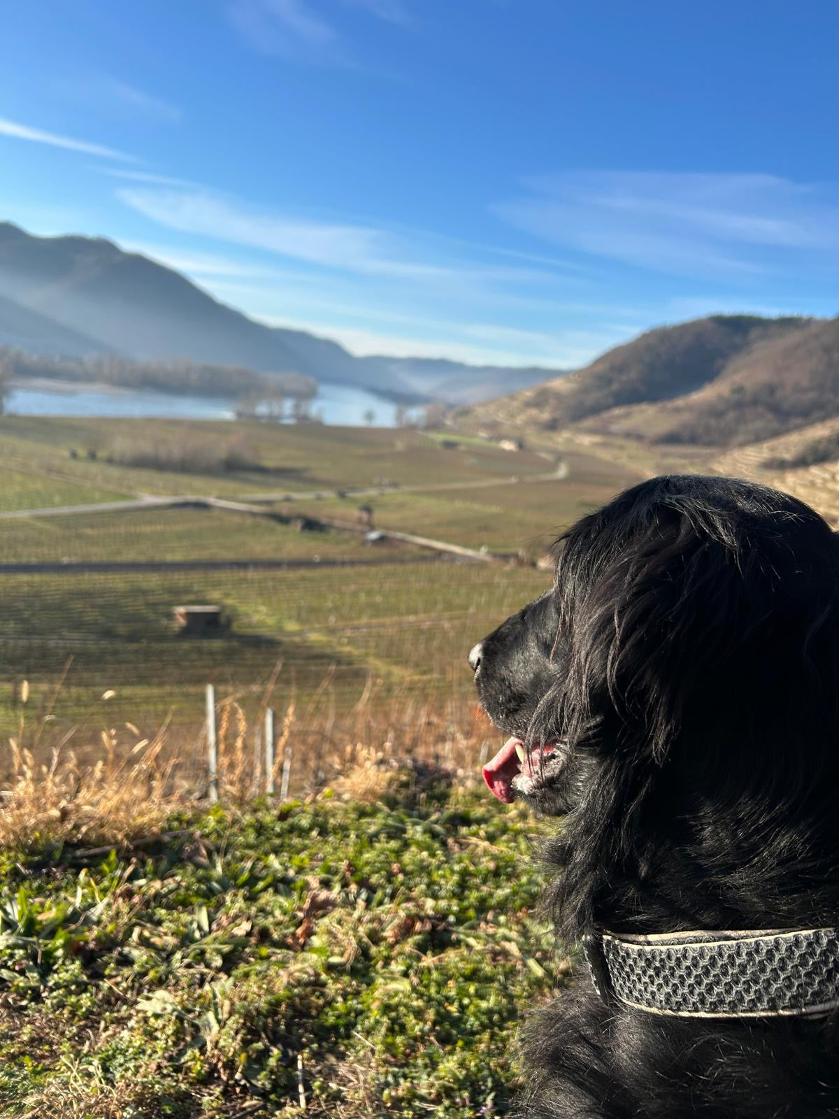 Hund schaut in die Ferne 
