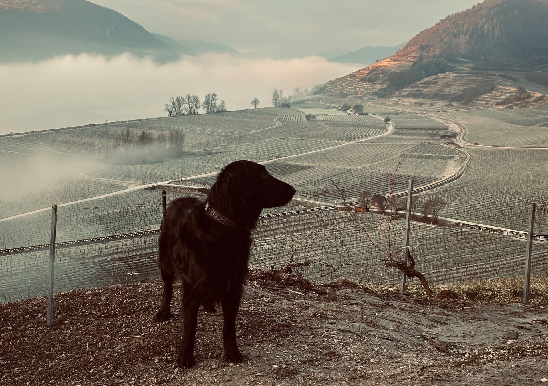 Gesunde Ernährung für deinen Hund