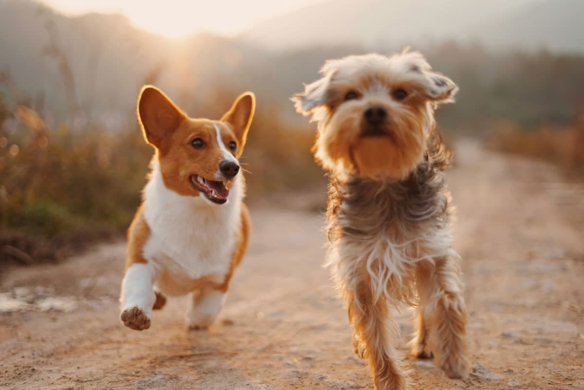 Zwei Hunde laufen auf der Straße 