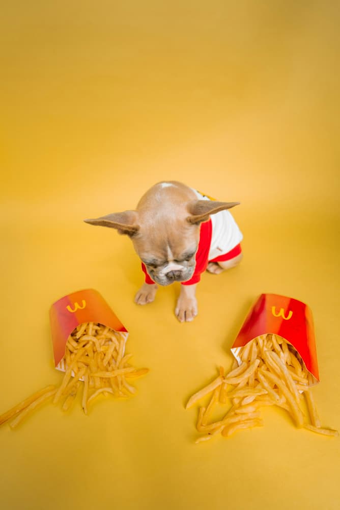 Kleiner Hund sitzt vor Mc Donalds Pommes und wartet auf vernünftige Nahrung