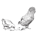 Hühnermuskelfleisch BARF tiefgefroren.